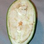 Anemopaegma chrysoleucum autre
