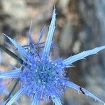 Eryngium creticum ফুল