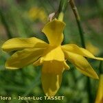 Narcissus × odorus Žiedas