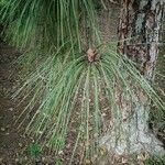 Pinus canariensis List