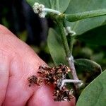 Simmondsia chinensis Φρούτο