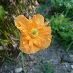 Papaver lateritium