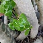 Peperomia pellucida Ліст