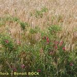 Lathyrus tuberosus ശീലം