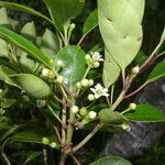 Ilex costaricensis موطن