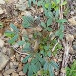 Cleome violacea Leaf