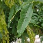 Laburnum alpinum Leaf