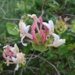 Lonicera implexaЦветок