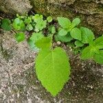 Fatoua villosa Leaf