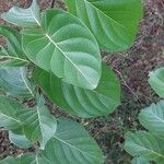 Nauclea latifolia Folio