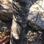 Jatropha mahafalensis Bark