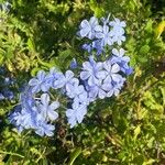 Plumbago europaea Flower