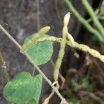 Desmodium intortum Fruit