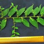 Pouzolzia obliqua Otro