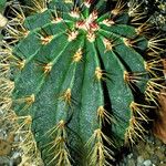 Ferocactus glaucescens Habitat