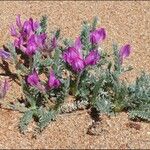 Oxytropis lanata