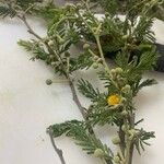 Vachellia macracantha Hoja