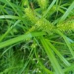 Carex lurida Blatt