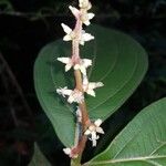 Miconia nervosa Flower