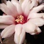 Gymnocalycium pflanzii Blüte