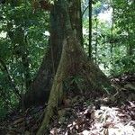 Pterygota excelsa Casca