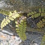 Adiantum incisum Hoja