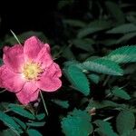Rosa majalis Kwiat