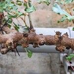 Ceratonia siliqua 樹皮