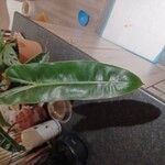 Philodendron billietiae Yaprak