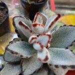 Kalanchoe tomentosa Folha