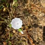 Malva hispanicaFoglia