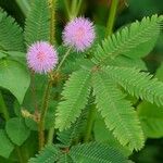 Mimosa pudica फूल