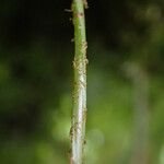 Pleopeltis macrocarpa Folla