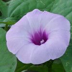 Ipomoea tiliacea Flors