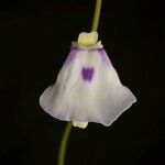 Utricularia pubescens Blüte