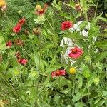 Gaillardia pulchella موطن