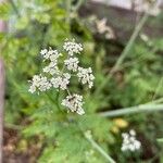 Aethusa cynapiumFleur