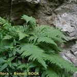 Dryopteris mindshelkensis Habitus