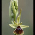 Ophrys × apicula