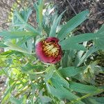 Paeonia californica Lorea