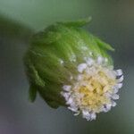 Erigeron bellioides Floro