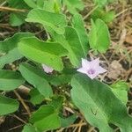 Convolvulus sagittatus Leaf