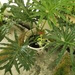 Philodendron bipinnatifidumFolha