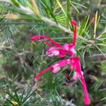 Grevillea rosmarinifoliaFlower