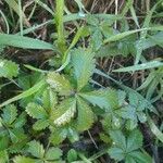 Potentilla anglica Hoja