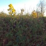 Solidago virgaurea Buveinė