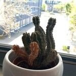 Cereus jamacaru List