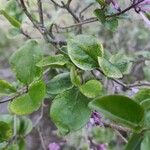 Syringa persica Leaf
