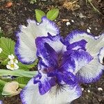 Iris pumila ফুল