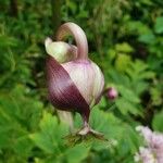 Angelica gigas Frutto